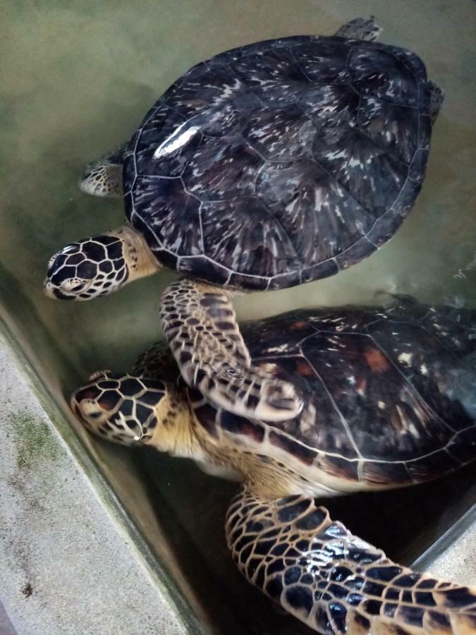 Hotel Indigo Unawatuna Zewnętrze zdjęcie